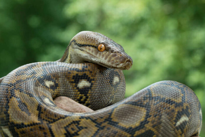 Reticulated,Python,Snake
