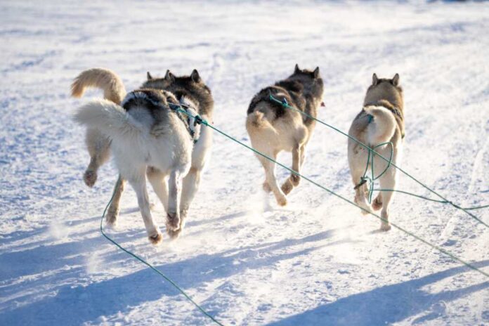 Snow,Sledding,In,Sisimiut,Greenland