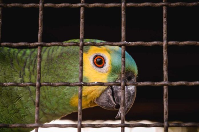 Maritaca,,Brazilian,Bird,Of,The,Parrot,Species.,Trapped,Animal,,Smuggling