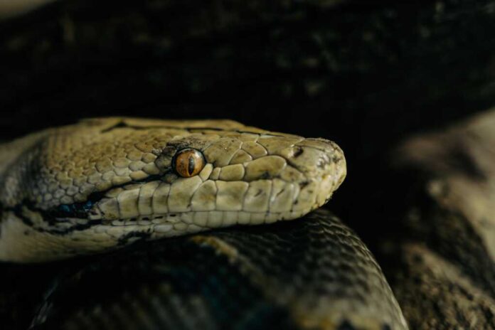 Portrait,Photo,Of,A,Reticulated,Python,Snake