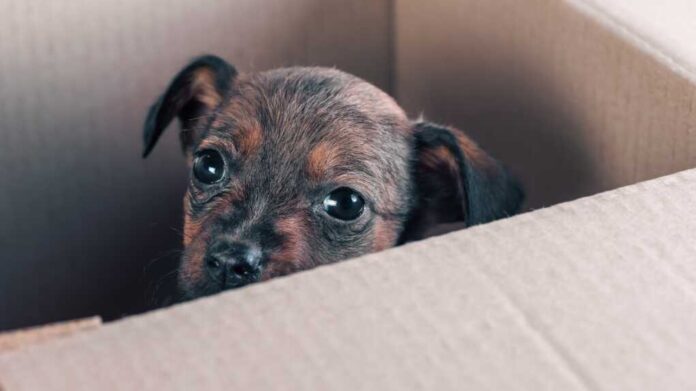 Front,View,Of,Sad,Mongrel,Puppy,Foundling,In,A,Cardboard
