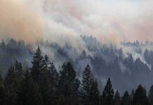 Wildfire Explodes Near New Hogan Lake Smoke drifting over a dense conifer forest
