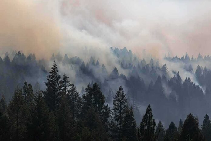 shutterstock_2031466169 Smoke drifting over a dense conifer forest